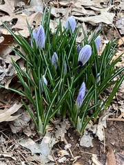 Crocus vernus
