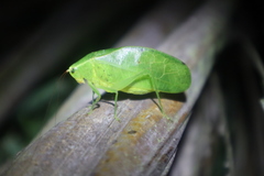 Phyllopterini