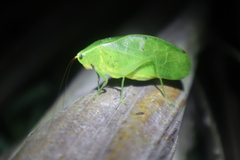Phyllopterini