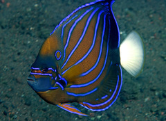 Pomacanthus annularis