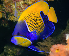 Pomacanthus navarchus