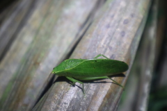 Phyllopterini
