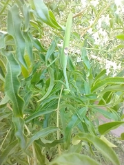 Stagmatoptera hyaloptera