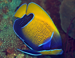 Pomacanthus navarchus