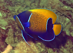 Pomacanthus navarchus