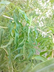 Stagmatoptera hyaloptera