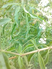 Stagmatoptera hyaloptera