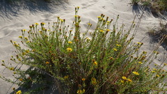 Limbarda crithmoides