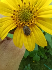 Sphyrocoris obliquus