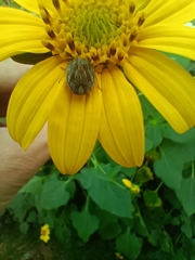 Sphyrocoris obliquus