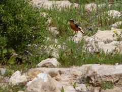 Phoenicurus moussieri