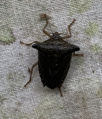 Grammedessa bugabensis