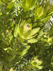 Leucadendron gandogeri
