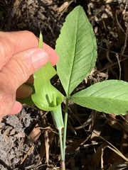 Arisaema acuminatum