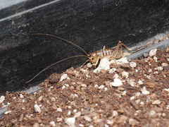 Hemiandrus bilobatus