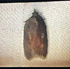 Acleris bowmanana