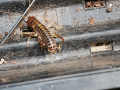 Hemiandrus bilobatus