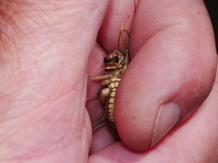 Hemiandrus bilobatus
