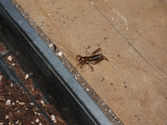 Hemiandrus bilobatus