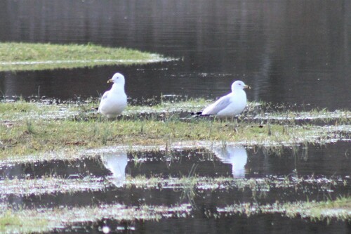 Ring-billed Gull photographed in Virginia
