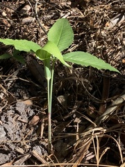 Arisaema acuminatum