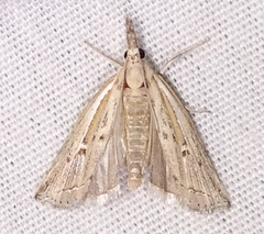 Fissicrambus quadrinotellus