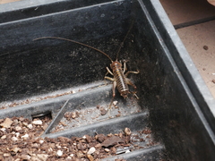 Hemiandrus bilobatus