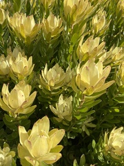 Leucadendron gandogeri
