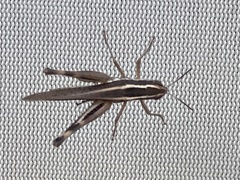 Macrotona securiformis