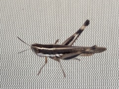 Macrotona securiformis