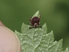 Dermacentor marginatus