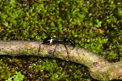 Myrmecilla
