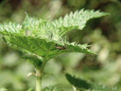Dermacentor marginatus