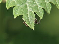 Dermacentor marginatus