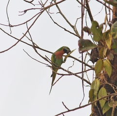 Psittacula alexandri fasciata
