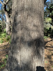 Quercus laurifolia