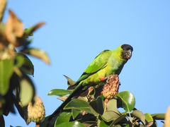 Aratinga nenday