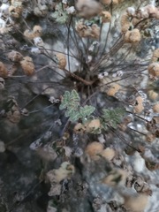 Myriopteris gracilis