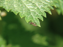 Dermacentor marginatus