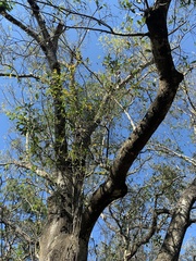 Quercus laurifolia