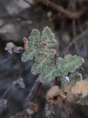 Myriopteris gracilis