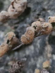 Myriopteris gracilis