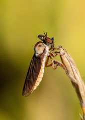 Holcocephala