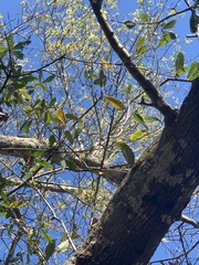 Quercus laurifolia