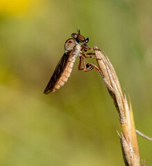Holcocephala