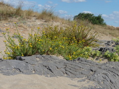 Limbarda crithmoides