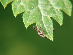 Dermacentor marginatus