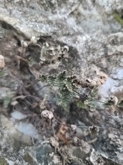 Myriopteris gracilis