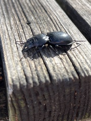 Pasimachus elongatus