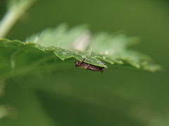 Dermacentor marginatus
